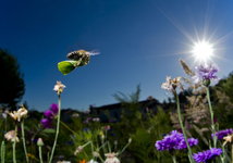 Abeille mégachile