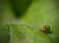 Coccinelles DSC08149