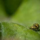 Coccinelles DSC08149