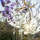 Argiope frelon