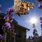 Papillon en macro au fish-eye