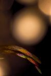  DSC4223