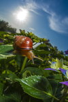  Escargot DSC6994