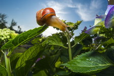  Escargot DSC6998