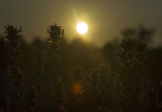  DSC7140 2048px