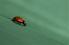 coccinelle