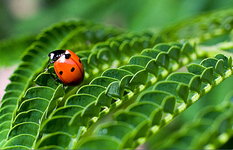 coccinelle 2