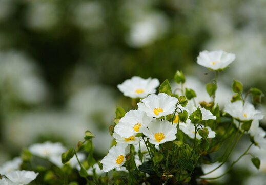 Fleurs