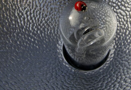 Coccinelle sur mon Flash SUNPAK 120J