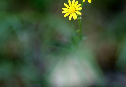 PICT0616