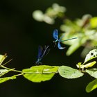  Libellules DSC7092