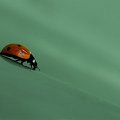 coccinelle