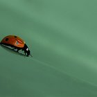 coccinelle