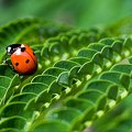 coccinelle 2