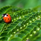 coccinelle 2