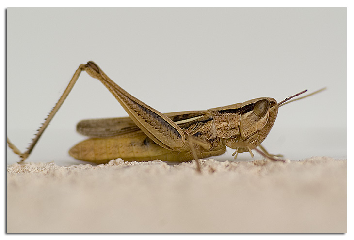 sauterelle.jpg
